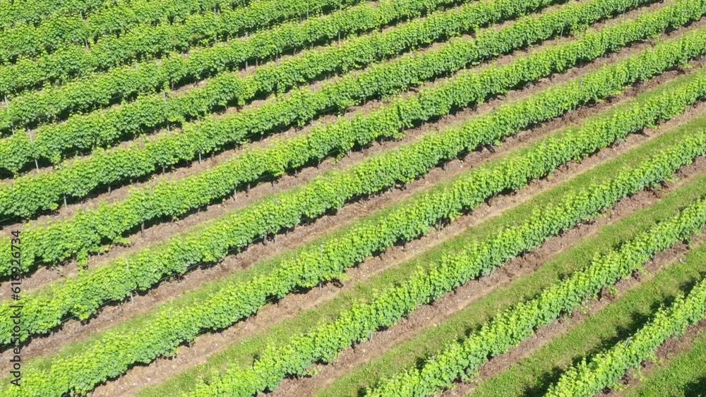 Smooth movement in the Italian vineyard plantations. Slow circular flight at high altitude over rows of vineyards in Italy. Rows of Italian vineyards. Vine of grapes on the plantation. Smooth movement in the Italian vineyard plantations. Slow circular flight at high altitude over rows of vineyards in Italy. Rows of Italian vineyards. Vine of grapes on the plantation.