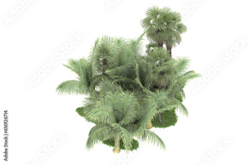 Tropical forest isolated on transparent background. 3d rendering - illustration