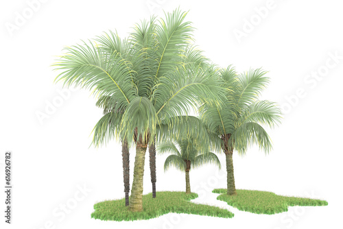 Tropical forest isolated on transparent background. 3d rendering - illustration