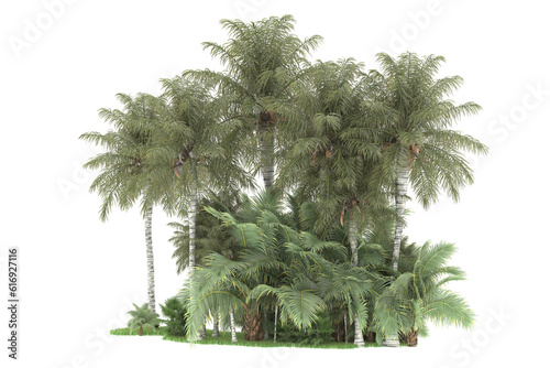 Tropical forest isolated on transparent background. 3d rendering - illustration