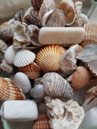 Shells and stones from the sea lie in a vase