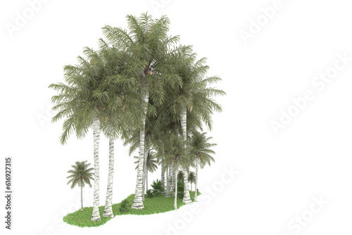 Tropical forest isolated on transparent background. 3d rendering - illustration