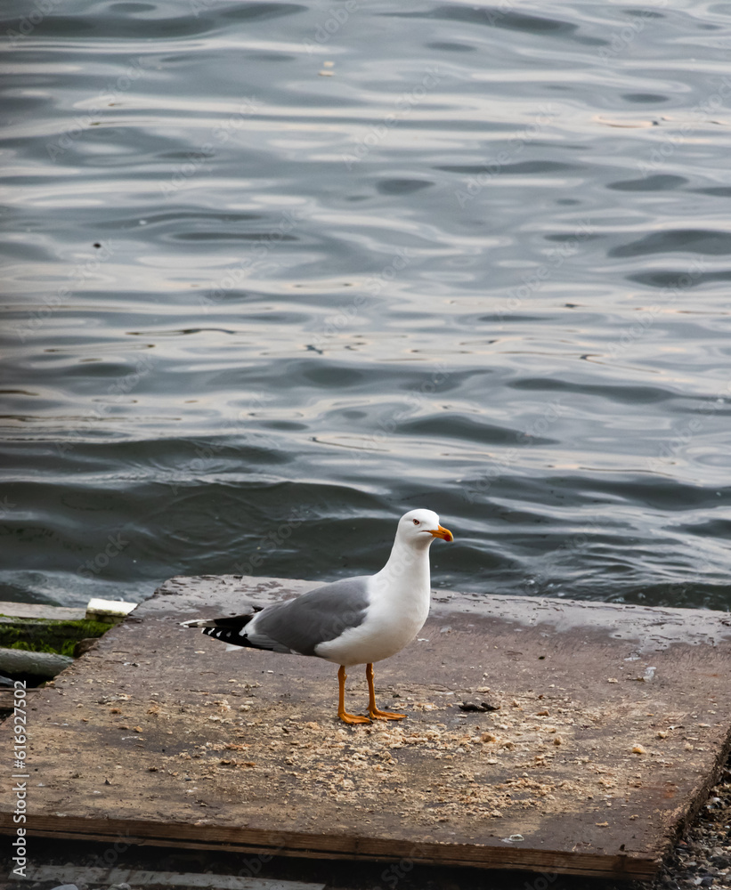 Fototapeta premium seagull on the pier