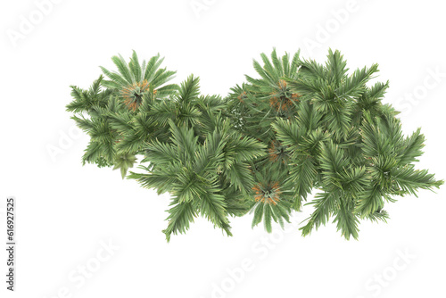 Tropical forest isolated on transparent background. 3d rendering - illustration