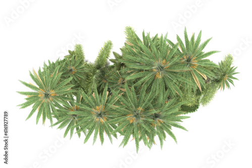 Tropical forest isolated on transparent background. 3d rendering - illustration