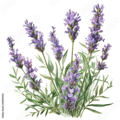 Watercolor illustration of lavender bush