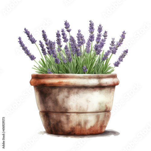 Watercolor illustration of a pot of lavender