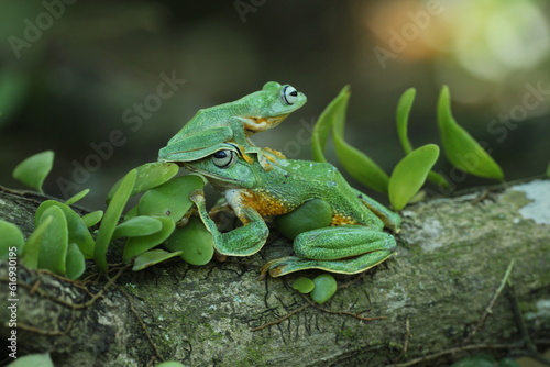 frog, green frog, flying frog, two cute green frogs