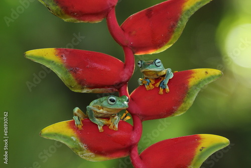 frog, green frog, flying frog, two green frogs on a red banana flower on a green background