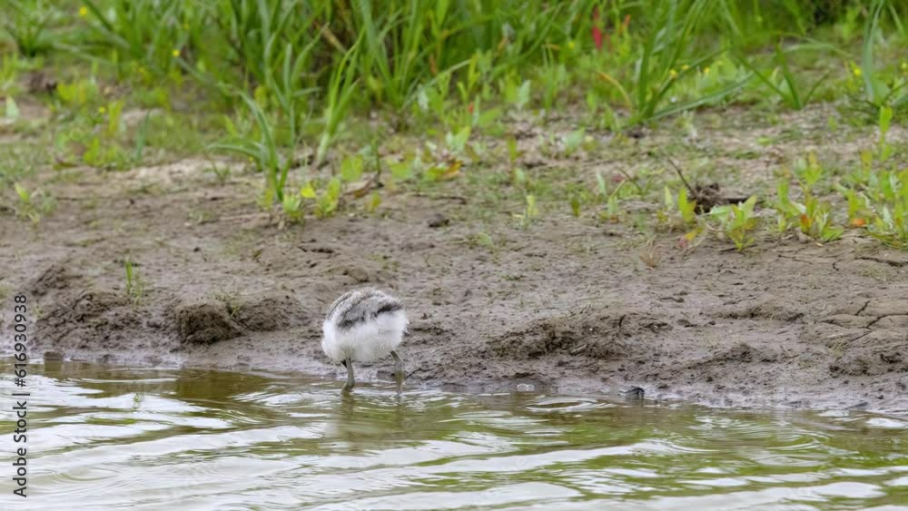 Avocet wading seabird feeding on the marshlands of the lincolnshire coast marshlands, UK Avocet wading seabird feeding on the marshlands of the lincolnshire coast marshlands, UK