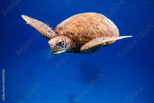 Green sea turtle eating jellyfish in blue ocean water