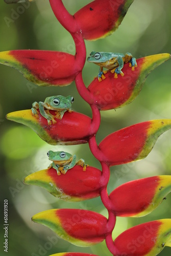 frogs, green frogs, flying frogs, three green frogs on a red banana flower on a green background