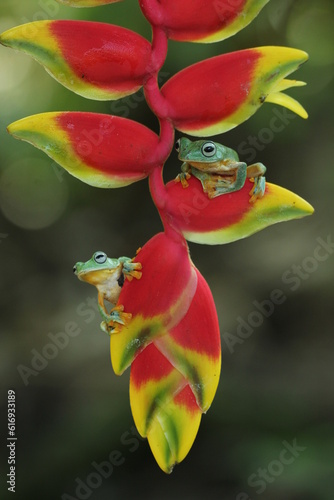 frog, green frog, flying frog, two green frogs on a red banana flower