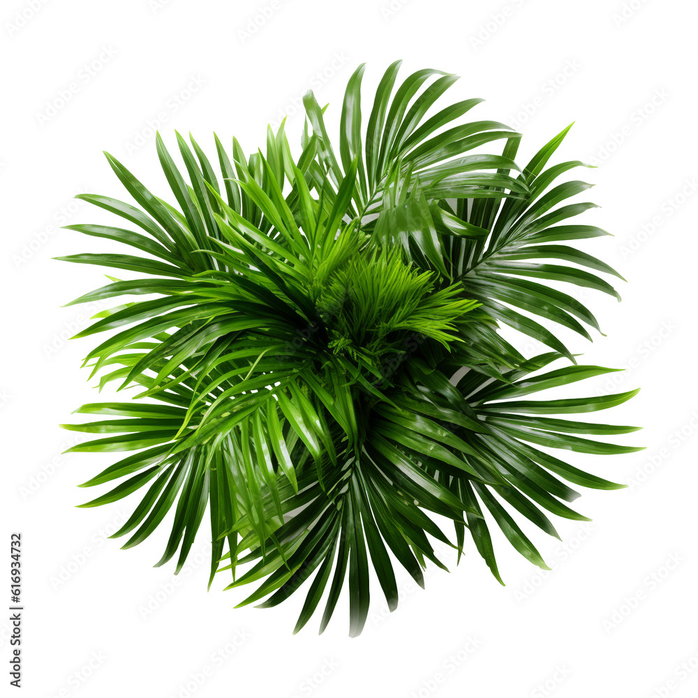 Green Areca House Plant. Top Plan View. Ai Generative Green Areca House Plant. Top Plan View. Ai Generative