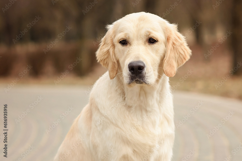 close-up portrait of dog golden retriever labrador in autumn in autumn park close-up portrait of dog golden retriever labrador in autumn in autumn park