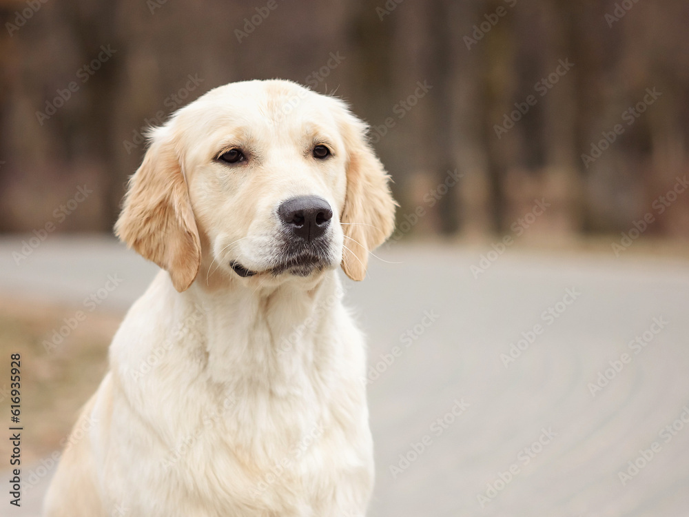 close-up portrait of dog golden retriever labrador in autumn in autumn park close-up portrait of dog golden retriever labrador in autumn in autumn park