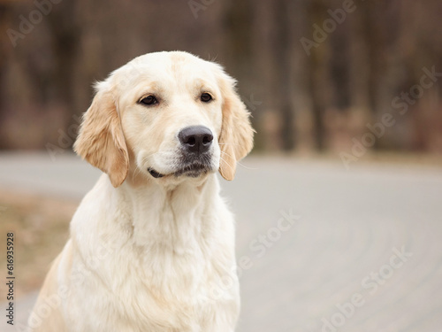 close-up portrait of dog golden retriever labrador in autumn in autumn park