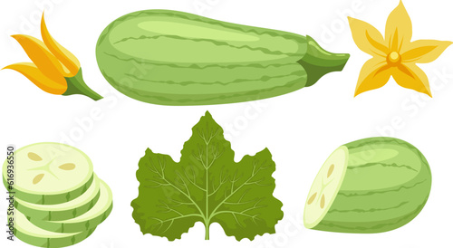 Cartoon zucchini marrow vegetable set
