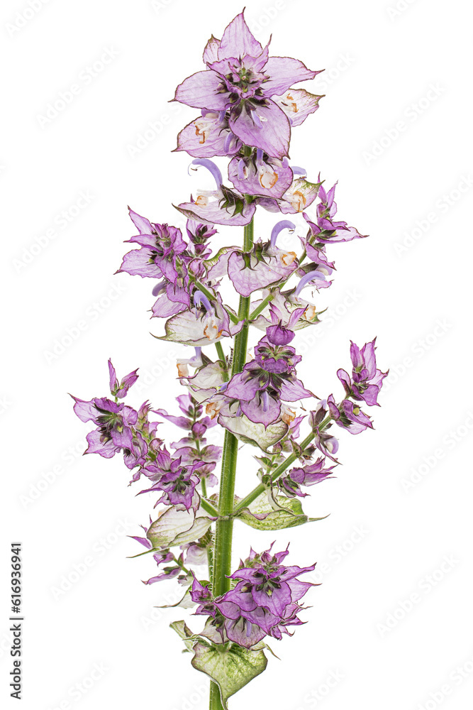Inflorescences clary sage, lat. Salvia sclarea, isolated on white background
