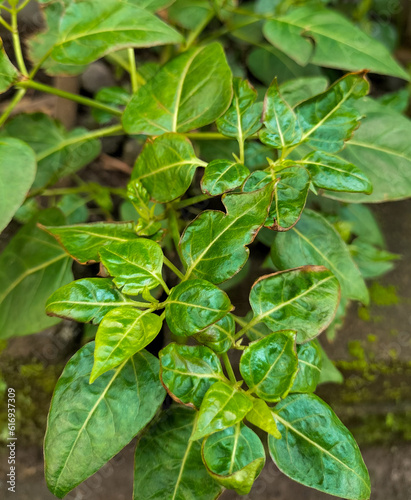 Wallpaper Mural Closeup view of small chili plants. Growing paprika plants. Top view of chili pepper plants still without fruit. Farming. Plantation. Leaves. Outdoor. Spicy. Organic. Food. Natural.
 Torontodigital.ca