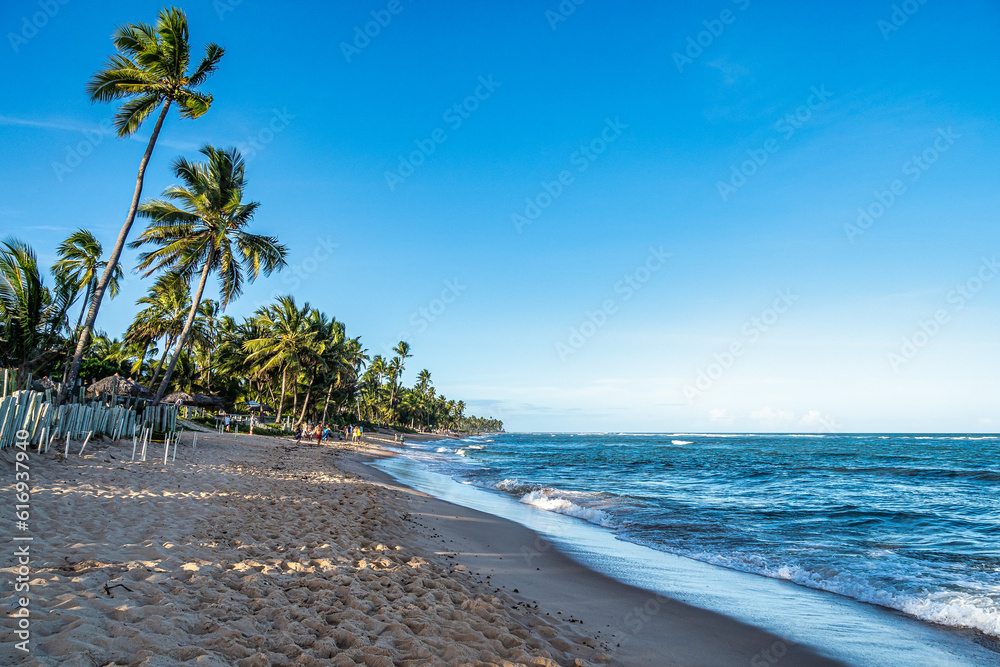 White sand beach, clear water and palm trees in Praia do Forte at Bahia, Brazil.