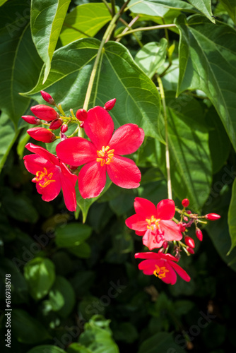red hibiscus flower © Africa Content