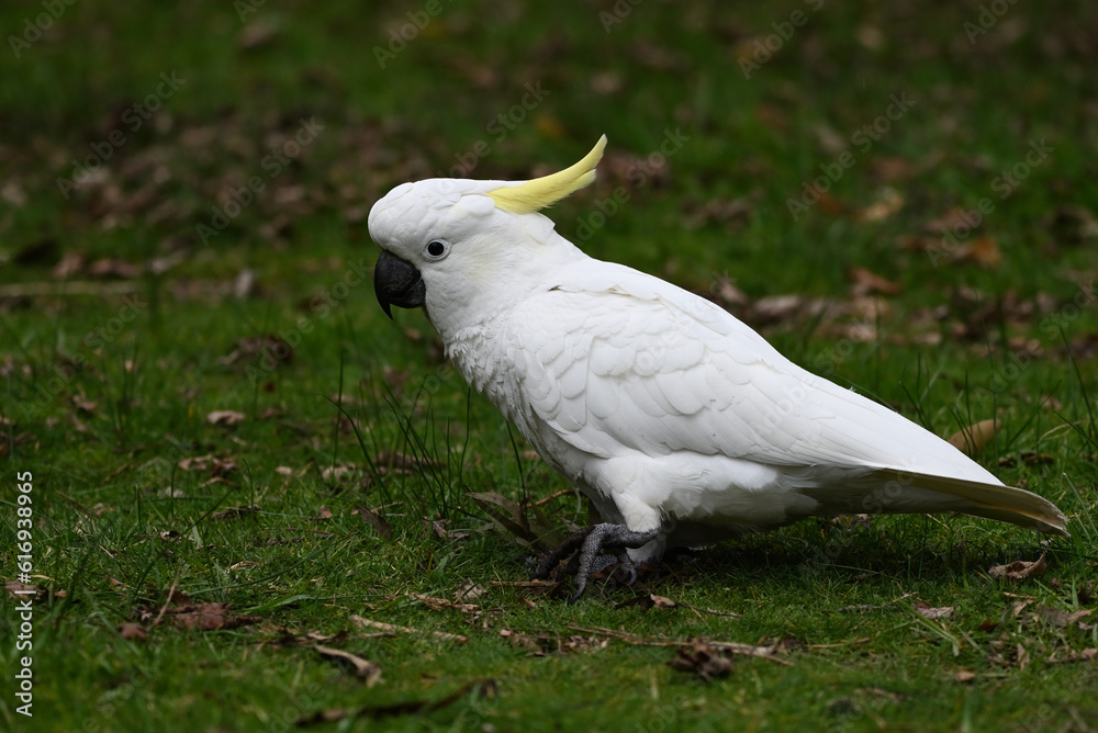 Side view of a sulphur-crested cockatoo striding across a grassy area in a park as it rains lightly, during a cloudy winter day Side view of a sulphur-crested cockatoo striding across a grassy area in a park as it rains lightly, during a cloudy winter day