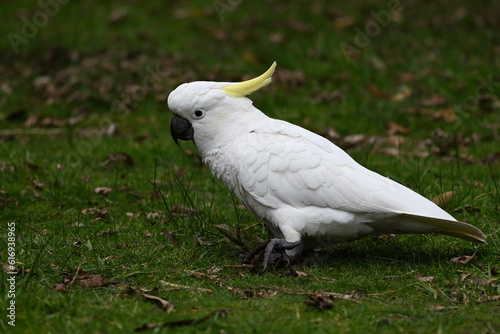 Side view of a sulphur-crested cockatoo striding across a grassy area in a park as it rains lightly, during a cloudy winter day