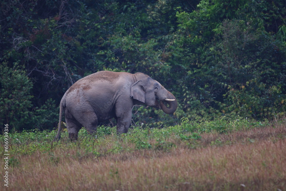 Fototapeta premium Wild Asian Elephants in the forest