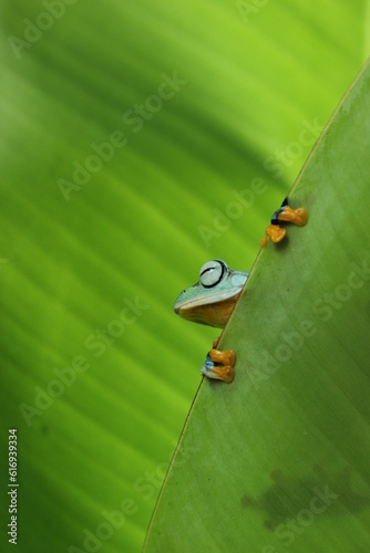 frog, green frog, flying frog, green frog on a banana leaf with a green background
