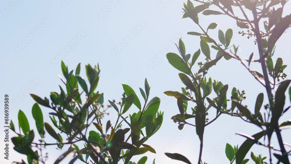 Olive Tree branches against a bright sky with leaves blowing in the summer breeze. Olive Tree branches against a bright sky with leaves blowing in the summer breeze.
