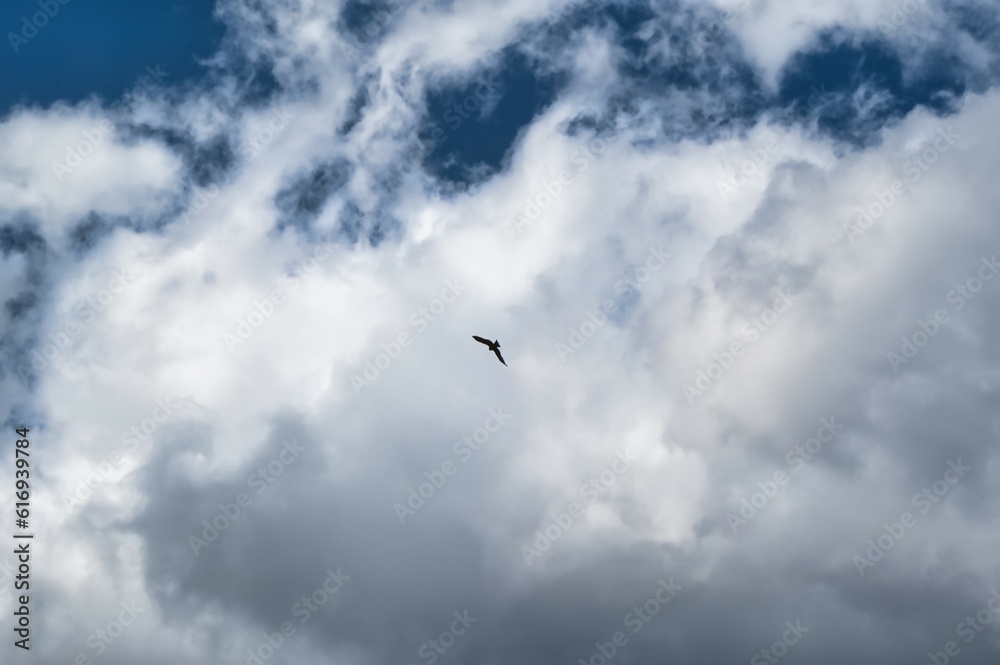 A Black kite with cloud background