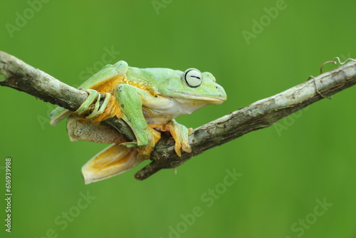 frog, green frog, flying frog, a green frog on a wooden branch with a green background