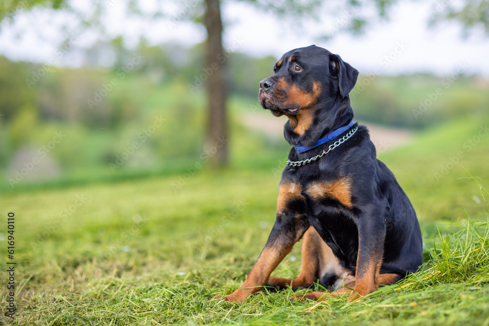 Dog of the Rottweiler breed sits on meadow under trees in the wild against the background of forest and sky