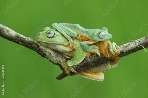 frogs, flying frogs, green frogs, two green frogs overlapping on a green background