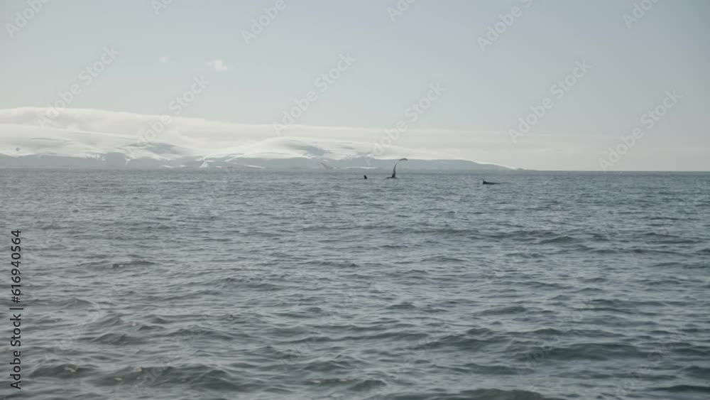 Acrobatic big humpback whale in Antarctica waters slapping with tail and flippers on surface during whale watching Acrobatic big humpback whale in Antarctica waters slapping with tail and flippers on surface during whale watching