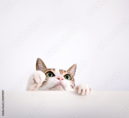 Cat put its paw on the table and look up