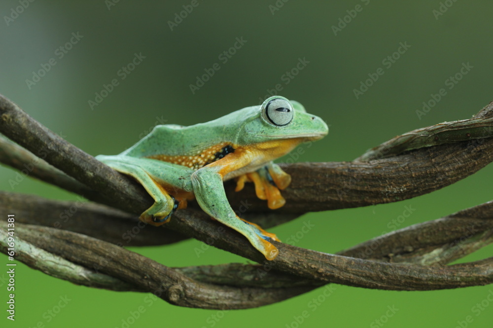 Fototapeta premium frog, flying frog, green frog, a green frog on a wooden branch against a green background