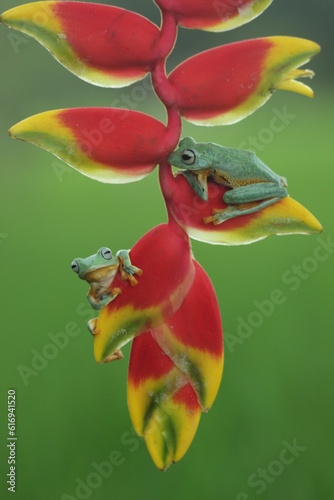 frog, green frog, flying frog, two green frogs on a red banana flower on a green background