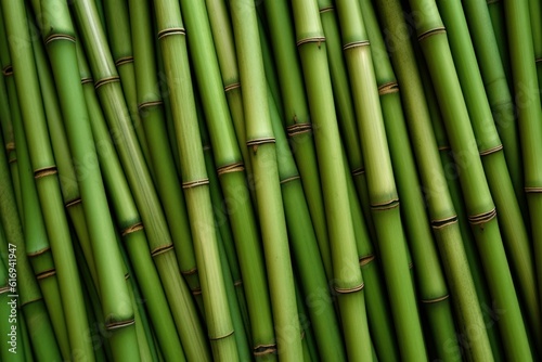 Green Bamboo cane wall background