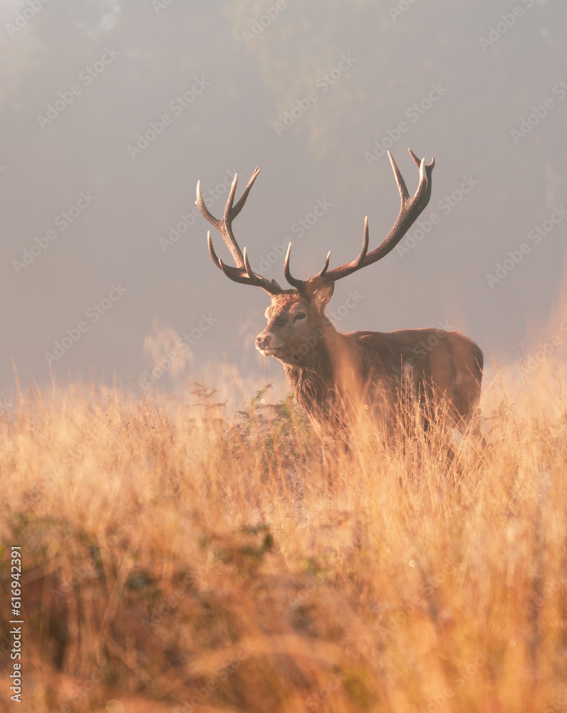 deer in the woods