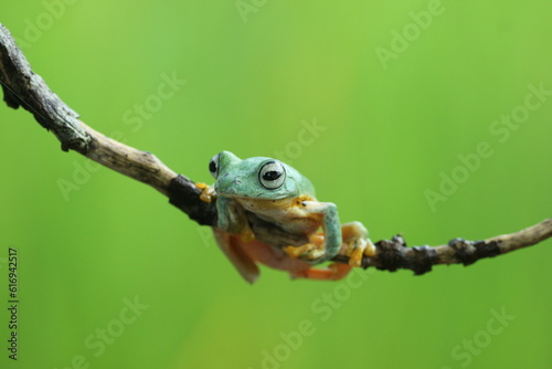 frog, flying frog, green frog, a green frog on a wooden branch against a green background