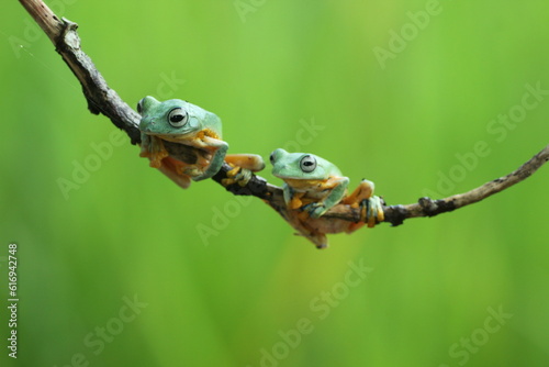 frog, flying frog, green frog, two green frogs on a wooden branch against a green background