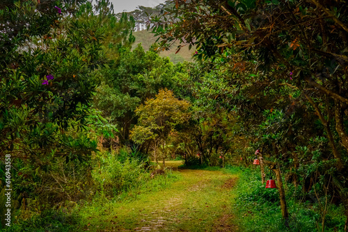 footpath in the woods