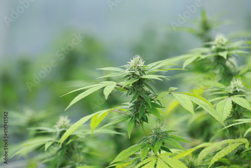 Flower green organic cannabis leaves background,Growing medical marijuana.