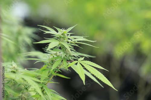 Flower green organic  cannabis leaves background Growing medical marijuana.