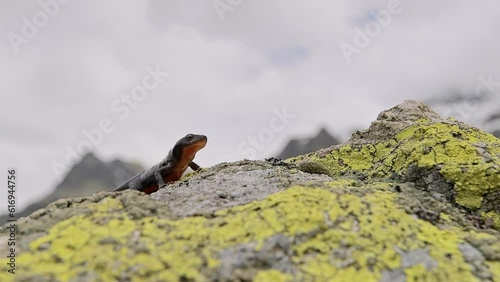Alpine newt walks on the rocks (Ichthyosaura alpestris) photo