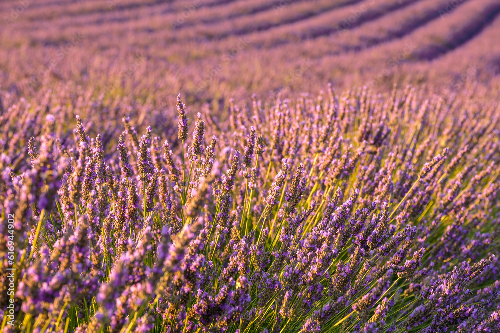 Fototapeta premium Delicate violet flowers flourish in neat rows across the expanse of a lavender field, creating a stunning countryside landscape on a sun-drenched summer day