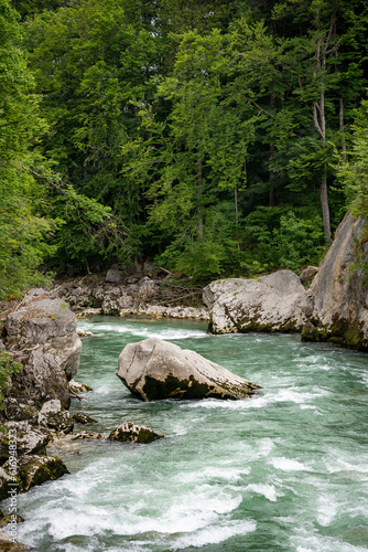 river in the forest