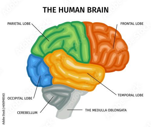 Human Brain Anatomy Composition